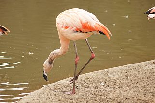 Phoenicopterus chilensis - Chileflamingo